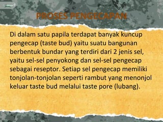 PROSES PENGECAPAN
Di dalam satu papila terdapat banyak kuncup
pengecap (taste bud) yaitu suatu bangunan
berbentuk bundar yang terdiri dari 2 jenis sel,
yaitu sel-sel penyokong dan sel-sel pengecap
sebagai reseptor. Setiap sel pengecap memiliki
tonjolan-tonjolan seperti rambut yang menonjol
keluar taste bud melalui taste pore (lubang).
 
