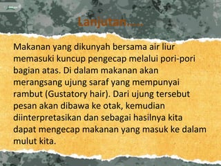 Lanjutan…..
Makanan yang dikunyah bersama air liur
memasuki kuncup pengecap melalui pori-pori
bagian atas. Di dalam makanan akan
merangsang ujung saraf yang mempunyai
rambut (Gustatory hair). Dari ujung tersebut
pesan akan dibawa ke otak, kemudian
diinterpretasikan dan sebagai hasilnya kita
dapat mengecap makanan yang masuk ke dalam
mulut kita.
 