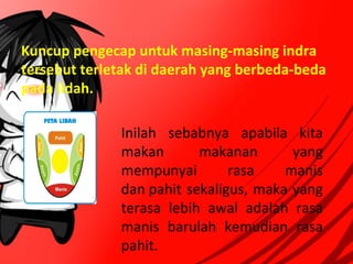 Kuncup pengecap untuk masing-masing indra
tersebut terletak di daerah yang berbeda-beda
pada lidah.
Inilah  sebabnya  apabila  kita 
makan  makanan  yang 
mempunyai  rasa  manis 
dan pahit sekaligus, maka yang 
terasa  lebih  awal  adalah  rasa 
manis  barulah  kemudian  rasa 
pahit.
 