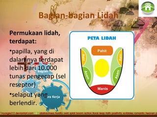 Bagian-bagian Lidah
Permukaan lidah,
terdapat:
•papilla, yang di
dalamnya terdapat
lebih dari 10.000
tunas pengecap (sel
reseptor)
•selaput yang
berlendir.
 
