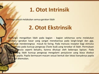 1. Otot Intrinsik
Berfungsi untuk melakukan semua gerakan lidah
2. Otot Ekstrinsik
Berfungsi mengaitkan lidah pada bagian - bagian sekitarnya serta melakukan
gerakan -gerakan kasar yang sangat menekannya pada langit-langit dan gigi,
kemudian mendorongnya masuk ke faring. Pada manusia reseptor bagi stimulus
rasa berada pada kuncup pengecap (Taste bud) yang tersebar di lidah. Permukaan
lidah manusia seperti beludru, karena ditutupi oleh beberapa lapisan. Pada
penampang lidah kuncup pengecap mengalami penjuluran yang biasa disebut
dengan papila. Papila bermacam-macam sesuai bentuk dan lokasi banyaknya papila
tersebut ditemukan.
 