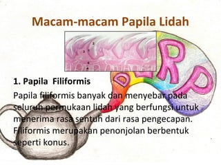 Macam-macam Papila Lidah
1. Papila Filiformis
Papila filiformis banyak dan menyebar pada
seluruh permukaan lidah yang berfungsi untuk
menerima rasa sentuh dari rasa pengecapan.
Filiformis merupakan penonjolan berbentuk
seperti konus.
 