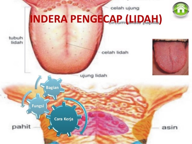 Fisio Anatomi Indera Pengecap