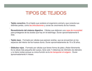 • Tejido conectivo. Es el tejido que sostiene el organismo animal y que conecta sus
distintas partes, como las articulaciones y zonas de crecimiento de los huesos.
•
Revestimiento del sistema digestivo . Células que elaboran una capa de mucosidad
para protegerse de los ácidos que hay en el estómago. Duran aproximadamente 6
días.
• Tejido óseo . Formado por células que parecen arañas, que se encuentran en los
espacios del interior de los huesos duros. Duran aproximadamente de 10 a 30 años.
• Glóbulos rojos . Formado por células que tienen forma de plato y flotan libremente.
Es la célula más pequeña del cuerpo, tiene solo 7 milésimas de milímetro de diámetro
y no tiene núcleo porque su única función es la de transportar el oxígeno . Duran
aproximadamente 4 meses.
TIPOS DE TEJIDOS
 