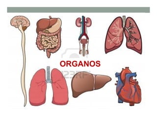 ORGANOS
 
