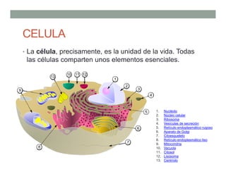 CELULA
• La célula, precisamente, es la unidad de la vida. Todas
las células comparten unos elementos esenciales.
1. Nucléolo
2. Núcleo celular
3. Ribosoma
4. Vesículas de secreción
5. Retículo endoplasmático rugoso
6. Aparato de Golgi
7. Citoesqueleto
8. Retículo endoplasmático liso
9. Mitocondria
10. Vacuola
11. Citosol
12. Lisosoma
13. Centríolo
 