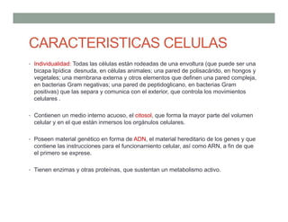 CARACTERISTICAS CELULAS
• Individualidad: Todas las células están rodeadas de una envoltura (que puede ser una
bicapa lipídica desnuda, en células animales; una pared de polisacárido, en hongos y
vegetales; una membrana externa y otros elementos que definen una pared compleja,
en bacterias Gram negativas; una pared de peptidoglicano, en bacterias Gram
positivas) que las separa y comunica con el exterior, que controla los movimientos
celulares .
• Contienen un medio interno acuoso, el citosol, que forma la mayor parte del volumen
celular y en el que están inmersos los orgánulos celulares.
• Poseen material genético en forma de ADN, el material hereditario de los genes y que
contiene las instrucciones para el funcionamiento celular, así como ARN, a fin de que
el primero se exprese.
• Tienen enzimas y otras proteínas, que sustentan un metabolismo activo.
 