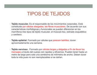 • Tejido muscular. Es el responsable de los movimientos corporales. Está
constituido por células alargadas, las fibras musculares. De acuerdo con sus
características morfológicas y funcionales se pueden diferenciar en los
mamíferos tres tipos de tejido muscular, el músculo liso, estriado esquelético
y cardiaco.
• Tejido epitelial. Formado por células que parecen ladrillos; duran
aproximadamente una semana.
• Tejido nervioso . Formado por células largas y delgadas a fin de llevar los
mensajes a través del cuerpo con rapidez y eficiencia. Pueden tener hasta un
metro de largo pero solo una centésima de milímetro de ancho. Deben durar
toda la vida pues no son reemplazables si se dañan.
TIPOS DE TEJIDOS
 