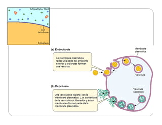 TRANSPORTE DE MEMBRANA