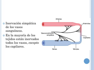 Inervación simpática
de los vasos
sanguíneos.
 En la mayoría de los
tejidos están inervados
todos los vasos, excepto
los capilares.


 
