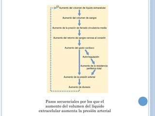 Pasos secuenciales por los que el
aumento del volumen del líquido
extracelular aumenta la presión arterial

 