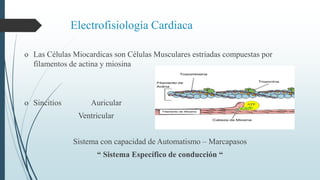 Electrofisiología Cardiaca
o Las Células Miocardicas son Células Musculares estriadas compuestas por
filamentos de actina y miosina
o Sincitios Auricular
Ventricular
Sistema con capacidad de Automatismo – Marcapasos
“ Sistema Específico de conducción “
 