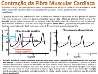 Nos nodos SA e AV, a auto-excitação ocorre devido a um vazamento de Na+ para o interior da célula e também ao influxo
de Ca++ pelos canais transitórios de Ca++ ou Canais de Ca++ , que fazem com que o potencial atinja o limiar de
T
excitabilidade.
O gradativo influxo de íons eletropositivos torna o potencial no interior da célula cada vez mais próximo do potencial
limiar. Esse intervalo, que compreende desde o potencial de repouso (-55 a –60 mV) até o limiar (-40 mV) chama-se Pré-
potencial. Quando o potencial atinge –40 mV, os canais de Na+ já estão fechados, não influenciando mais no potencial.
Neste momento abrem-se os canais de Ca++ de longa duração ou Canais de Ca++ , responsáveis pelo potencial de ação.
L
Ao atingir, aproximadamente, 0 mV, abrem-se os canais de K+, que iniciarão a repolarização da fibra.
 As células do nodo AV também apresentam potenciais marca-passo, embora a despolarização espontânea seja mais lenta que
a do nodo SA. O trânsito do estímulo através do nodo atrioventricular tem características fundamentais, a principal é o retardo
entre os batimentos atrial e ventricular. No momento em que o estímulo penetra na junção de transição entre o nodulo e o
ventrículo, a velocidade de condução é de pouco mais de 1m/s, atinge um valor mínimo de 0,02m/s na região nodal, daí por
diante volta a se acelerar até atingir a velocidade de 4m/s na região de contato com as fibras do feixe de Hiss. Essa condução
lenta é responsável pelo retardo da contração ventricular em relação a atrial e portanto pelo enchimento ideal do ventrículo
durante a sístole atrial.
• Fibras do nodo atrioventricular
• Fibras do nodo sinoatrial
Potencial marcapasso
(despolarização lenta )
Despolarização
(rápida)
Repolarização
limiar
 