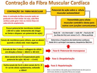 CONTRAÇÃO DA FIBRA MUSCULAR
Potencial de ação sobre a célula
muscular autoexcitável
Transmitido para célula
muscular contrátil e desta para
outras com junções comunicantes
Nota: A contração da fibra muscular pode ser
graduada em nível celular. Ou seja, cada fibra
cardíaca pode gerar mais ou menos força em
cada ciclo de acoplamento.
Possui potencial de membrana instável
(-60 mV e sobe lentamente até chegar
ao limiar e disparar um potencial de ação)
Canais de membrana para cátions, que se abrem
quando a célula está mais negativa
Entrada de Na+ ( eleva a voltagem da célula
em direção a limiar = -60mV à -40 mV)
Fecha canais de Ca+2 e abre canais de K+. O
K+ sai da célula rapidamente, voltando
a -60mV
Abre canais de Ca+2 (responsáveis pelo
potencial de ação -40 mV  0 mV)
Fase 0: Potencial de marcapasso
Fase 1: Despolarização
Fase 2: Repolarização
Determina a frequência dos batimentos cardíacos;
Nodo SA é o principal marcapasso, despolariza 90x/min
Nodo SA via internodal nodo AV fascículo AV
(ou feixe de His) com ramos E e D fibras purkinje
Nota: o sinal elétrico não pode passar diretamente do átrio para os
ventrículos devido ao esqueleto fibroso do coração.
 