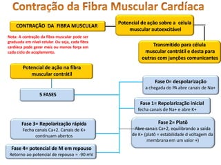 CONTRAÇÃO DA FIBRA MUSCULAR
Potencial de ação sobre a célula
muscular autoexcitável
Transmitido para célula
muscular contrátil e desta para
outras com junções comunicantes
Nota: A contração da fibra muscular pode ser
graduada em nível celular. Ou seja, cada fibra
cardíaca pode gerar mais ou menos força em
cada ciclo de acoplamento.
Potencial de ação na fibra
muscular contrátil
5 FASES
Fase 0= despolarização
a chegada do PA abre canais de Na+
Fase 1= Repolarização inicial
fecha canais de Na+ e abre K+
Fase 2= Platô
Abre canais Ca+2, equilibrando a saída
de K+ (platô = estabilidade d voltagem da
membrana em um valor +)
Fase 3= Repolarização rápida
Fecha canais Ca+2. Canais de K+
continuam abertos
Fase 4= potencial de M em repouso
Retorno ao potencial de repouso = -90 mV
 