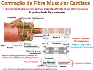  A contração da fibra muscular pode ser graduada, diferente do que ocorre no músculo
esquelético
Proteínas Contráteis:
Miosina & Actina
Proteínas Regulatórias
Troponina & Tropomiosina
Fonte: http://www.sobiologia.com.br/conteudos/Histologia/epitelio22.php
Filamento de miosina
Filamento de actina
NOTA: o sítio de ligação entre os filamentos de
actina e miosina é bloqueado pela tropomiosina
 