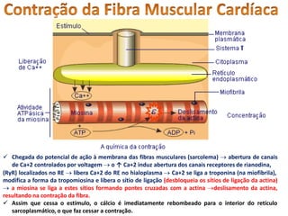  Chegada do potencial de ação à membrana das fibras musculares (sarcolema)  abertura de canais
de Ca+2 controlados por voltagem  o ↑ Ca+2 induz abertura dos canais receptores de rianodina,
(RyR) localizados no RE  libera Ca+2 do RE no hialoplasma  Ca+2 se liga a troponina (na miofibrila),
modifica a forma da tropomiosina e libera o sítio de ligação (desbloqueia os sítios de ligação da actina)
 a miosina se liga a estes sítios formando pontes cruzadas com a actina deslisamento da actina,
resultando na contração da fibra.
 Assim que cessa o estímulo, o cálcio é imediatamente rebombeado para o interior do retículo
sarcoplasmático, o que faz cessar a contração.
 