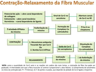 Potencial de ação abre canal dependente
de voltagem
Estiramento abre canal mecânico
Hormônios canal dependente de ligante
Sinal de Ca+2 no Abertura canais
sarcolema de Ca+2 no RE
↑Ca+2 no
citoplasma
Formação do
Complexo Ca-
calmodulina
Fosforilação da
miosina
↑atividade ATPásica
da miosina
CONTRAÇÃO
NOTA: como a quantidade de Ca+2 varia e as reações em cadeia são mais lentas, a contração da fibra lisa pode ser
graduada. A intensidade com que a fibra muscular se contrai é proporcional a dois fatores: 1) comprimento do sarcômetro
no início da contração (qto ↑= ↑intensa); 2) n° de pontes cruzadas, que depende da qtidade de Ca+2 ligado a troponina
1. Mecanismos antiporte:
Trocando Na+ por Ca+2
Ou
2. Bomba Ca+2-ATPase
Dissolução do
Complexo
Ca-calmodulina
Saída de Ca+2
do sarcoplasma
 da fosforilação
da miosina
Inativação
da miosina
RELAXAMENTO
 