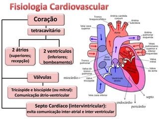 Coração
tetracavitário
2 átrios
(superiores;
recepção)
2 ventrículos
(inferiores;
bombeamento)
Válvulas
Tricúspide e biscúpide (ou mitral):
Comunicação átrio-ventricular
Septo Cardíaco (intervintricular):
evita comunicação inter-atrial e inter ventricular
septo
miocárdio
endocárdio
pericárdio
 
