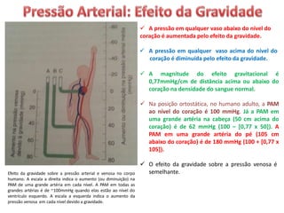 Efeito da gravidade sobre a pressão arterial e venosa no corpo
humano. A escala a direita indica o aumento (ou diminuição) na
PAM de uma grande artéria em cada nível. A PAM em todas as
grandes artérias é de ~100mmHg quando elas estão ao nível do
ventrículo esquerdo. A escala a esquerda indica o aumento da
pressão venosa em cada nível devido a gravidade.
 A pressão em qualquer vaso abaixo do nível do
coração é aumentada pelo efeito da gravidade.
 A pressão em qualquer vaso acima do nível do
coração é diminuída pelo efeito da gravidade.
 A magnitude do efeito gravitacional é
0,77mmHg/cm de distância acima ou abaixo do
coração na densidade do sangue normal.
 Na posição ortostática, no humano adulto, a PAM
ao nível do coração é 100 mmHg. Já a PAM em
uma grande artéria na cabeça (50 cm acima do
coração) é de 62 mmHg (100 – [0,77 x 50]). A
PAM em uma grande artéria do pé (105 cm
abaixo do coração) é de 180 mmHg (100 + [0,77 x
105]).
 O efeito da gravidade sobre a pressão venosa é
semelhante.
 