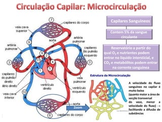 Capilares Sanguíneos
Contem 5% da sangue
circulante
Reservatório a partir do
qual O2 e nutrientes podem
entrar no líquido intersticial, e
CO2 e metabólitos podem entrar
na corrente sanguínea
A velocidade do fluxo
sanguíneo no capilar é
muito baixa
(quanto maior a área de
secção transversal
do vaso, menor a
velocidade do fluxo) 
facilitando a difusão de
substâncias
Zoom
 