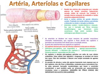  Parede das artérias são compostas por: camada
externa de tecido conectivo (adventícia),
camada média de músculo liso (média) e
camada interna composta de endotélio e tecido
conectivo subjacente (íntima).
 Aorta e outras artérias de grande diâmetro
contém ↑qtidade de tecido elástico; permitindo
a distensão na sístole e retração na diástole.
 Arteríolas contém < tecido elástico e > músculo
liso, que é inervado por fibras nervosas
noradrenérgicas que funcionam como
fibras
constritoras. Pode existir também
colinérgicas que dilatam os vasos
 As arteríolas se dividem em vasos menores de paredes musculares
chamados metarteríolas, que regulam o fluxo através dos capilares e
permitem aos leucócitos irem direto para a circulação venosa.
 A partir das metarteríolos ses originam os capilares.
 Os capilares drenam por meio de vênulas coletoras curtas para as vênulas.
 Esfincteres pré-capilares, que respondem a
Quando dilatados o diâmetro dos capilares é
agentes vasoconstritores.
suficiente para que as
hemácias passem espremidas em fila única.
 Os capilares e vênulas pós-capilares pericitos em volta de suas células
endoteliais. Estas células tem apêndice s longosque se enrolam em torno
dos vasos. Elas são contráteis e liberam uma ampla variedade de agentes
vasoativos.
 As paredes de vênulas e veias são apenas levemente mais espessas que as
dos capilares, elas são finas e distentidas, contendo pouca musculatura lisa.
As veias possuem inervação noradrenérgica que levam a constrição
considerável, a qual também pode ser promovida por vasoconstritores
circulantes como a endotelina. VARIAÇÕES NO TÔNUS VENOSO SÃO
IMPORTANTE EM AJUSTES CIRCULARÓRIOS
 