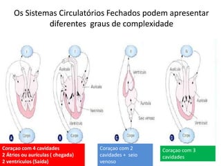 Os Sistemas Circulatórios Fechados podem apresentar 
diferentes graus de complexidade 
Coraçao com 3 
cavidades 
Coraçao com 2 
cavidades + seio 
venoso 
Coraçao com 4 cavidades 
2 Átrios ou aurículas ( chegada) 
2 ventrículos (Saída) 
 