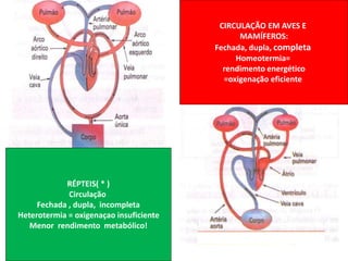 CIRCULAÇÃO EM AVES E 
MAMÍFEROS: 
Fechada, dupla, completa 
Homeotermia= 
rendimento energético 
=oxigenação eficiente 
RÉPTEIS( * ) 
Circulação 
Fechada , dupla, incompleta 
Heterotermia = oxigenaçao insuficiente 
Menor rendimento metabólico! 
 
