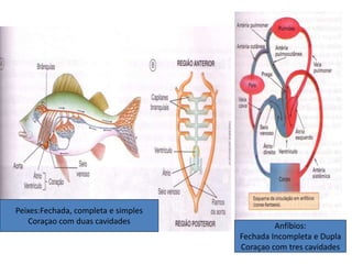 Peixes:Fechada, completa e simples 
Coraçao com duas cavidades 
Anfíbios: 
Fechada Incompleta e Dupla 
Coraçao com tres cavidades 
 
