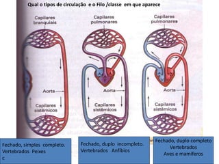 Fechado, simples completo. 
Vertebrados Peixes 
c 
Fechado, duplo completo 
Vertebrados 
Aves e mamíferos 
Qual o tipos de circulação e o Filo /classe em que aparece 
Fechado, duplo incompleto. 
Vertebrados Anfíbios 
