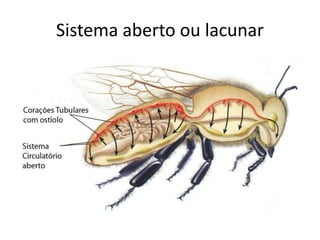 Sistema aberto ou lacunar 
 