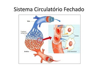 Sistema Circulatório Fechado 
 