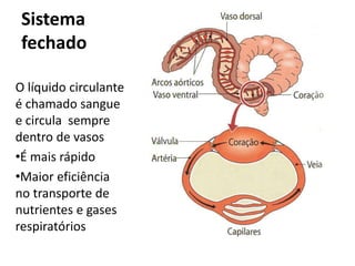 Sistema 
fechado 
O líquido circulante 
é chamado sangue 
e circula sempre 
dentro de vasos 
•É mais rápido 
•Maior eficiência 
no transporte de 
nutrientes e gases 
respiratórios 
 
