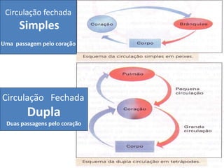 Circulação fechada 
Simples 
Uma passagem pelo coração 
Circulação Fechada 
Dupla 
Duas passagens pelo coração 
 