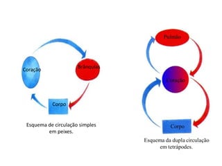 Coração
Corpo
Brânquias
Esquema de circulação simples
em peixes.
 