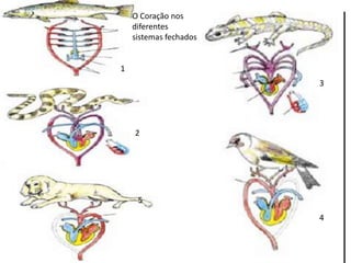 1
3
2
4
5
O Coração nos
diferentes
sistemas fechados
 