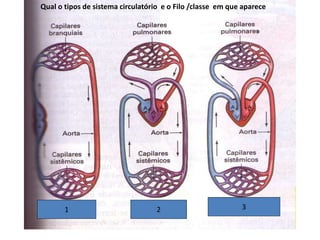 1 2 3
Qual o tipos de sistema circulatório e o Filo /classe em que aparece
 