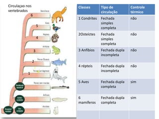 1
5
4
3
2
6
Classes Tipo de
circulação
Controle
térmico
1 Condrites Fechada
simples
completa
não
2Osteíctes Fechada
simples
completa
não
3 Anfíbios Fechada dupla
incompleta
não
4 répteis Fechada dupla
incompleta
não
5 Aves Fechada dupla
completa
sim
6
mamíferos
Fechada dupla
completa
sim
Circulaçao nos
vertebrados
 