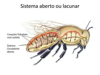 Sistema aberto ou lacunar
 