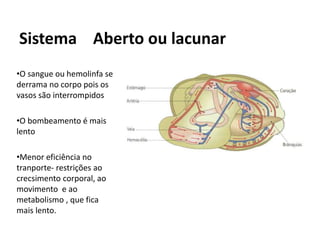 •O sangue ou hemolinfa se
derrama no corpo pois os
vasos são interrompidos
•O bombeamento é mais
lento
•Menor eficiência no
tranporte- restrições ao
crecsimento corporal, ao
movimento e ao
metabolismo , que fica
mais lento.
Sistema Aberto ou lacunar
 
