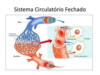 Sistema Circulatório Fechado
 