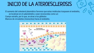 El aumento del colesterol plasmático favorece que estas moléculas traspasen el endotelio,
se localizan en el subendotelio y sean reconocidas como un:
Cuerpo extraño, por lo que, se atrae a los glóbulos
Blancos de circulantes (monocitos) hacia el endotelio.
INICIO DE LA ATEROESCLEROSIS
 