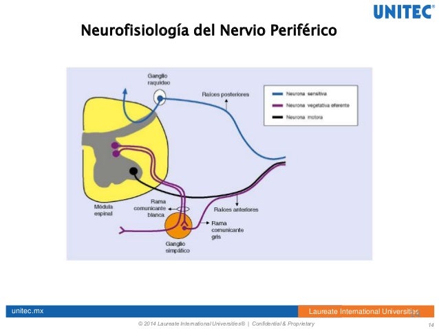 Fisioterapia en personas con diabetes Fisioterapia en personas con diabetes