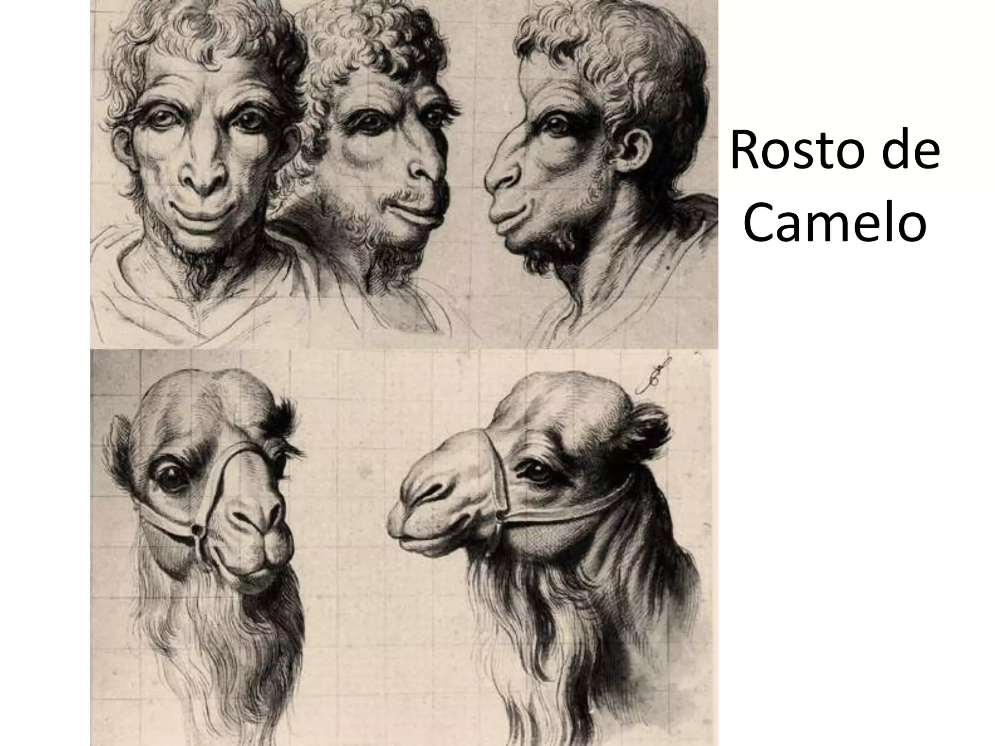 Rosto de
Camelo
 