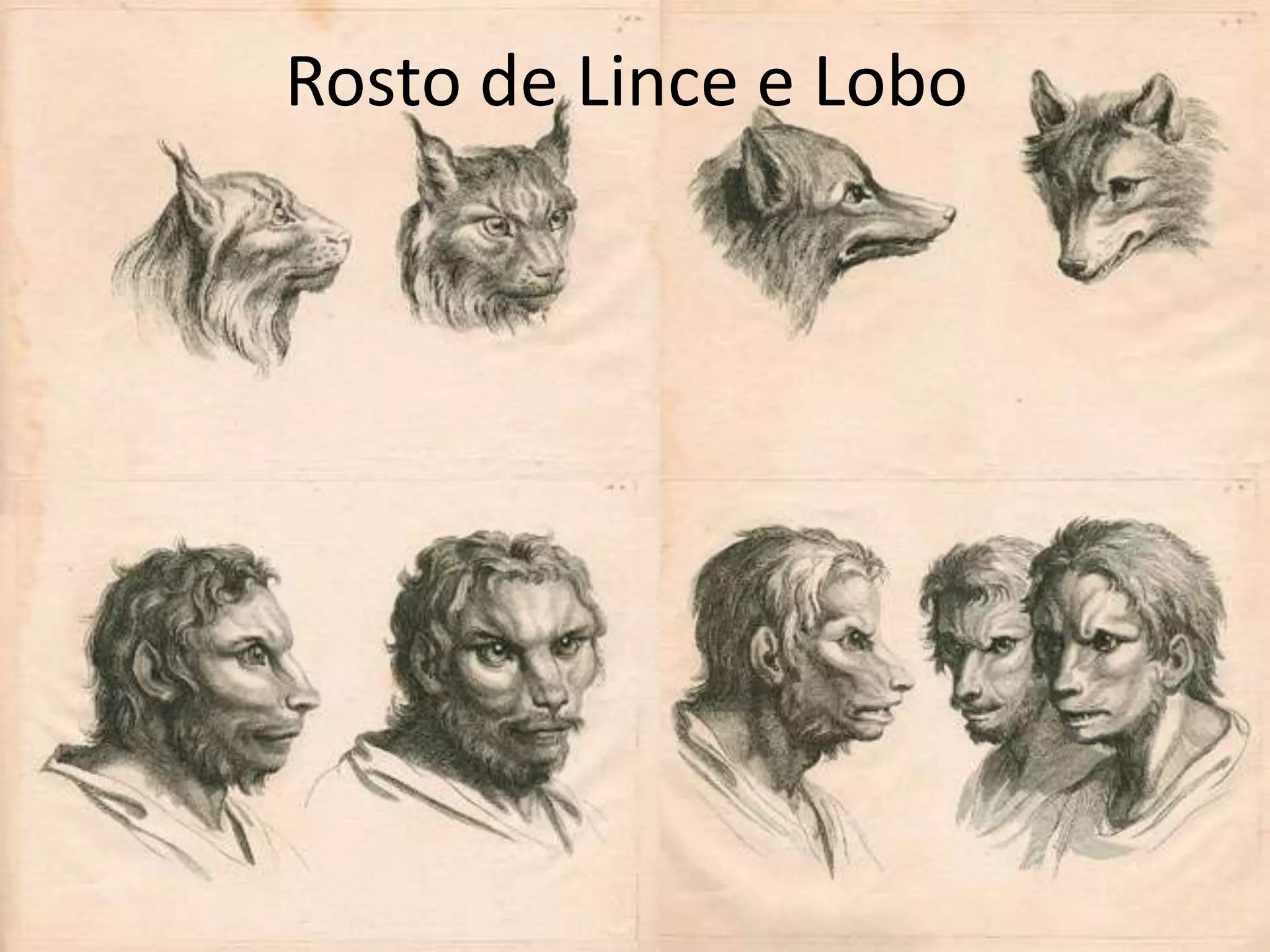 Rosto de Lince e Lobo
 