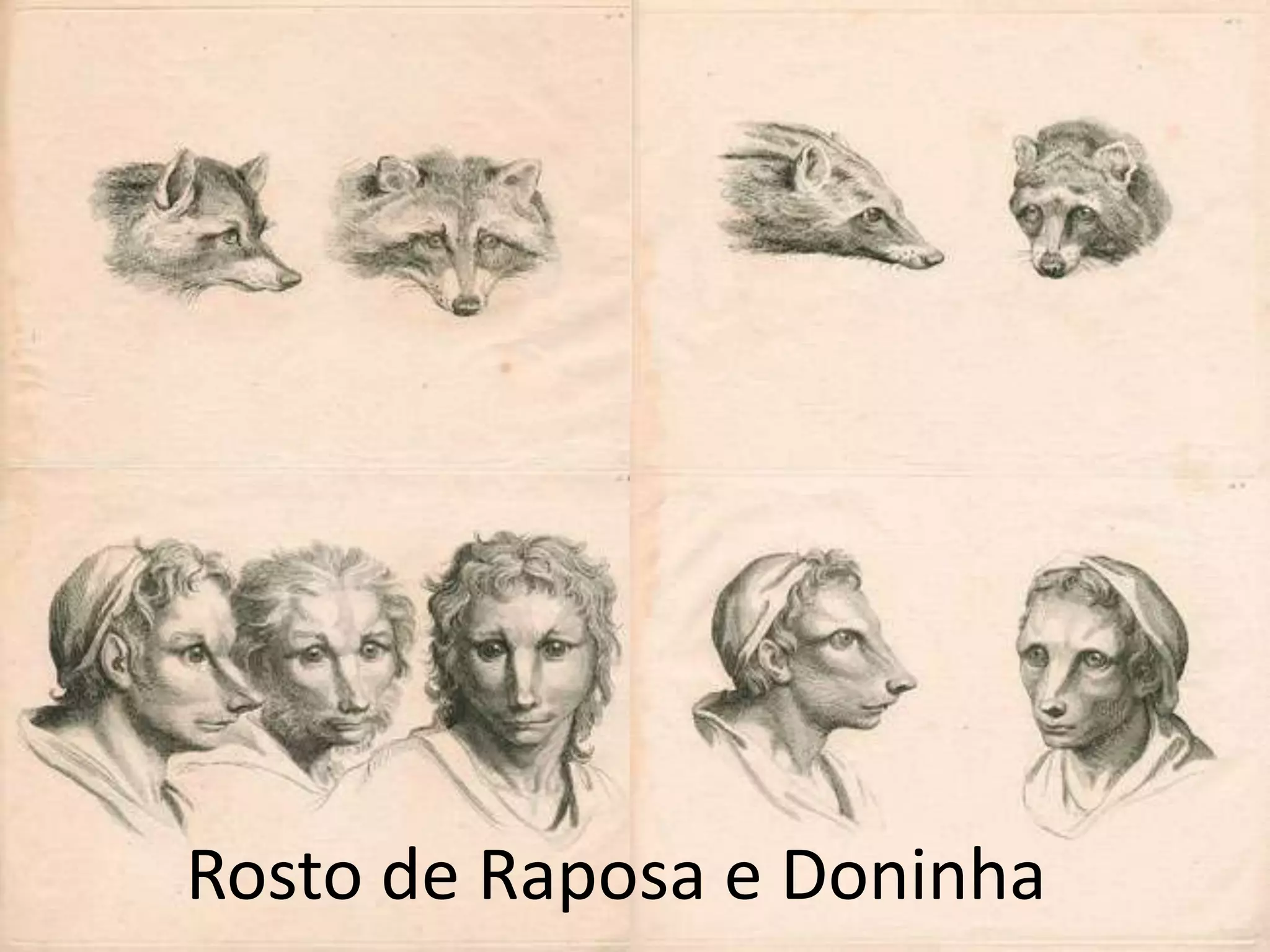 Rosto de Raposa e Doninha
 