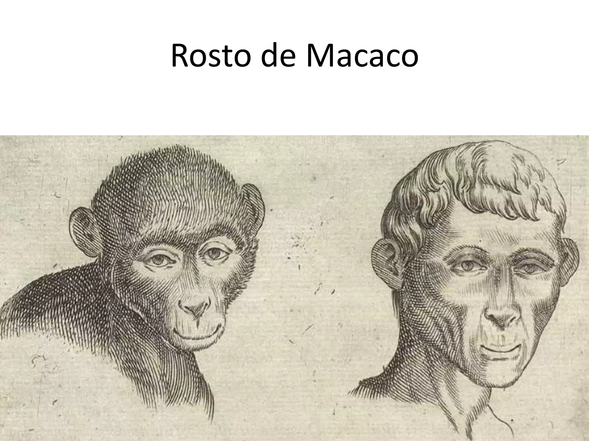 Rosto de Macaco
 