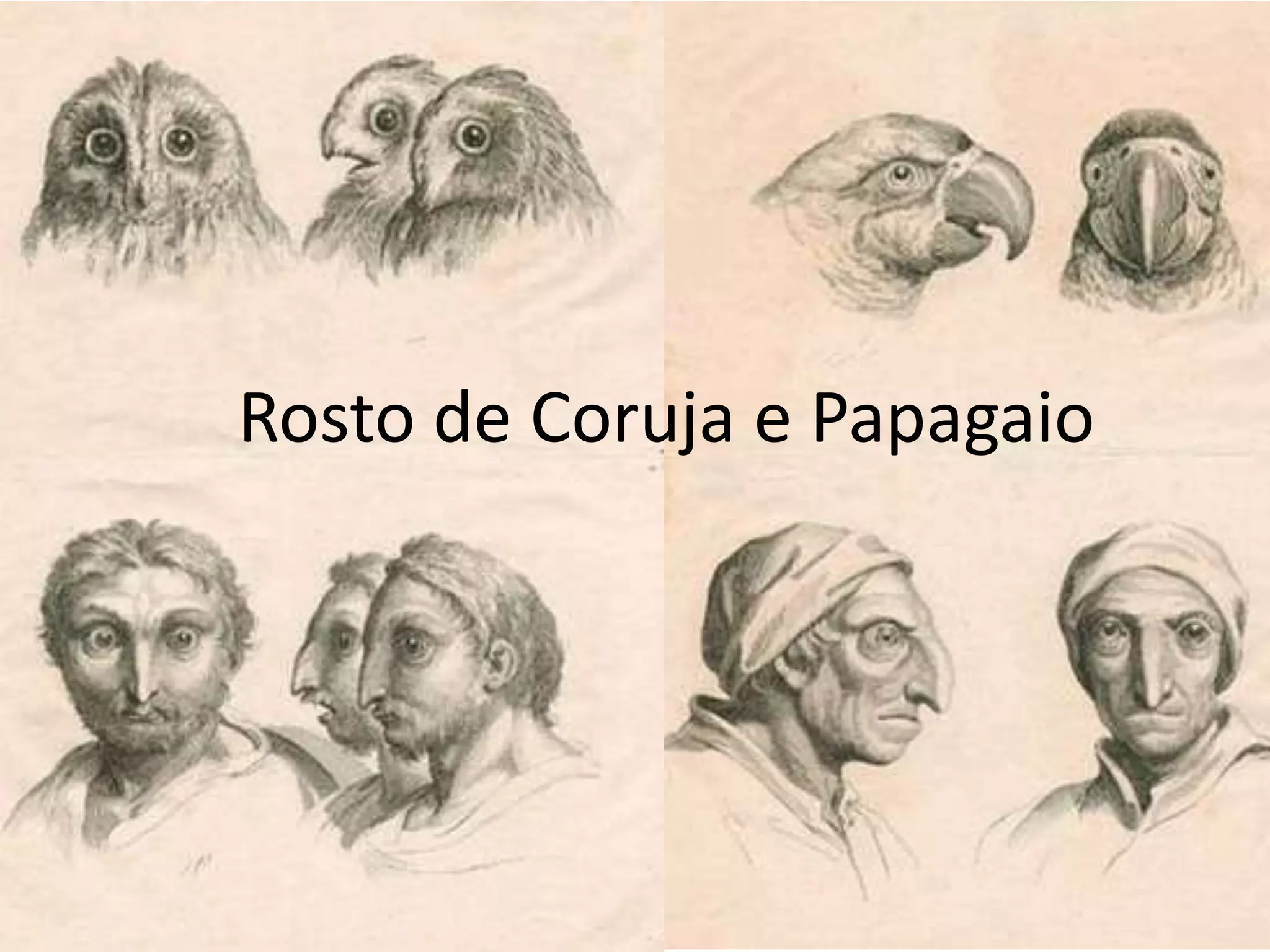 Rosto de Coruja e Papagaio
 