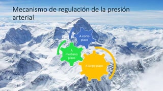 Mecanismo de regulación de la presión
arterial
A largo plazo
A
mediano
plazo
A corto
plazo