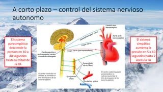 A corto plazo – control del sistema nervioso
autonomo
El sistema
parasimpático
desciende la
presión en 10 a
40 segundos
hasta la mitad de
la PA
El sistema
simpático
aumenta la
presión en 5 a 10
segundos hasta 2
veces la PA